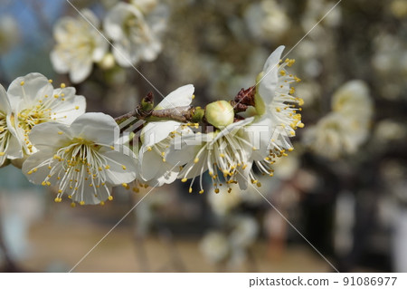 Plum blossom  91086977