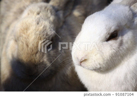 Rabbit Rabbit 91087104
