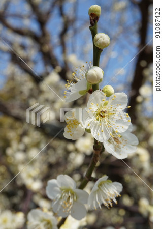 Plum blossom  91087422