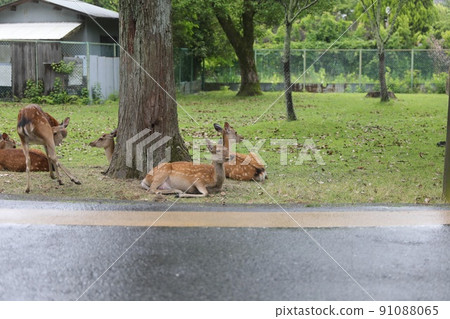 Nara deer god 91088065