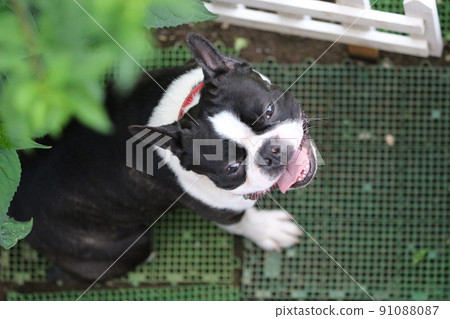 Mighty, a Boston Terrier, enjoys playing at a dog park in Moroyama Town, Saitama Prefecture, taking a rest under Aoba and looking up cutely. 91088087