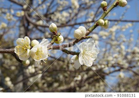 Plum blossom Plum blossom 91088131