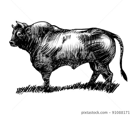 Big bull. Ink black and white drawing Big bull. Ink black and white drawing 91088171