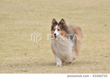 Sheltie, a dog fluttering in the wind Sheltie, a dog fluttering in the wind 91088730