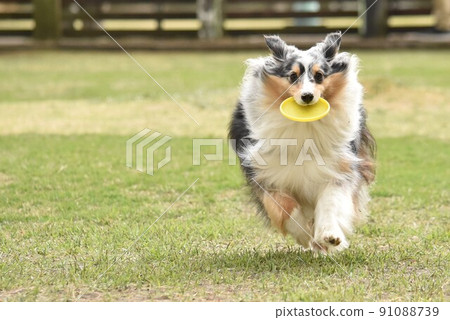 Frisbee dog sheltie Frisbee dog sheltie 91088739