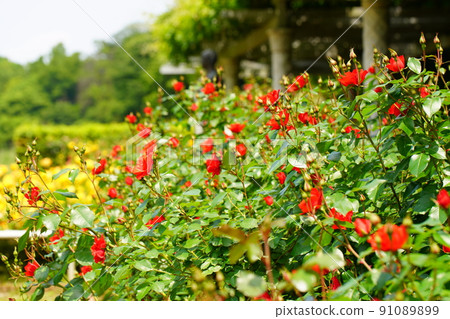 Red rose flowers in Ichikawa Zoo and Botanical Garden 91089899