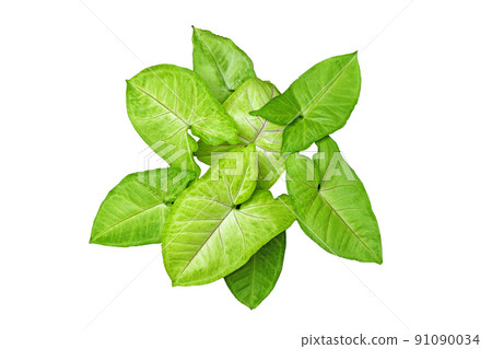 Fresh green leaves (Syngonium podophyllum) isolated on a white background. 91090034