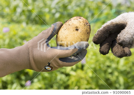 A child's hand helping to dig potatoes in the field of an old man 91090065