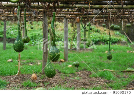 Gourd Gourd 91090170