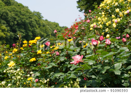 市川動植物園的黃玫瑰 91090393