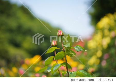 Yellow roses at Ichikawa Zoo and Botanical Garden 91090394