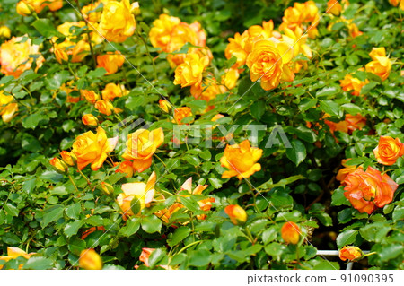 Yellow rose flowers in Ichikawa Zoo and Botanical Garden 91090395