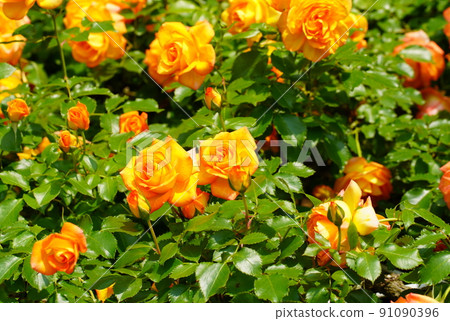 Yellow rose flowers in Ichikawa Zoo and Botanical Garden 91090396