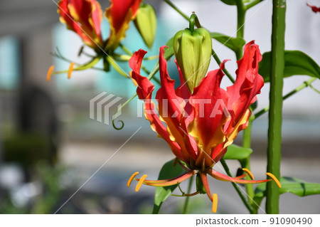 Gloriosa flower gardening 91090490
