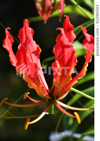 Gloriosa flower gardening Gloriosa flower gardening 91090503