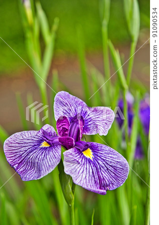 Kitchen garden-vegetables and flowers Kitchen garden-vegetables and flowers 91090534