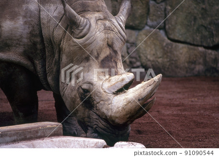 Rhinoceros Weapon Rhinoceros Weapon 91090544