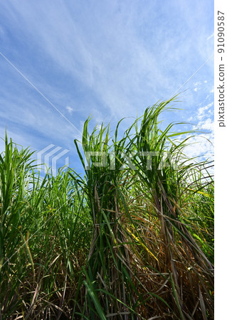 Sugarcane field 91090587