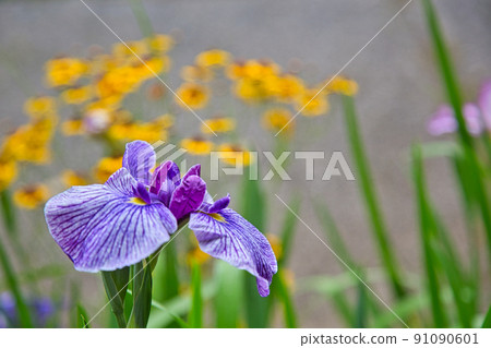 Kitchen garden-vegetables and flowers 91090601