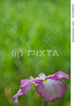 Kitchen garden-vegetables and flowers 91090602