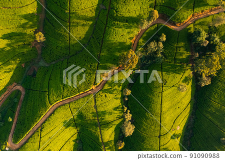 Aerial Top View of Tea Plantation Nature Background in Morning Light 91090988