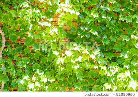 磚牆和植物背景材料 91090990