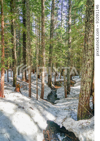 snowy, forest, mirror lake 91091146