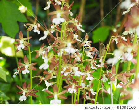 Ebene Ebene 91091160