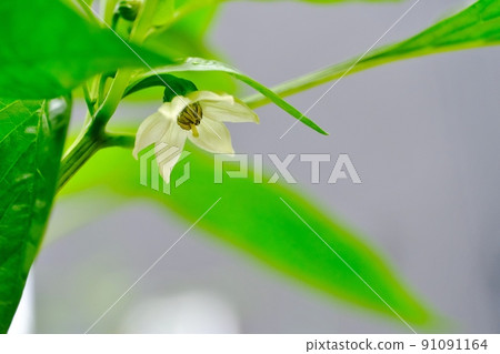 Blooming flowers 91091164