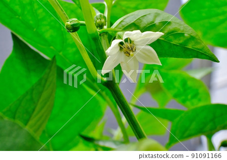 Blooming flowers 91091166