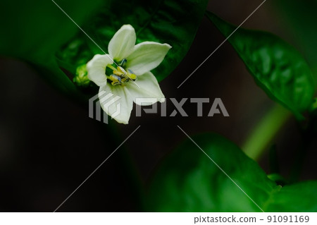 盛開的鮮花 91091169