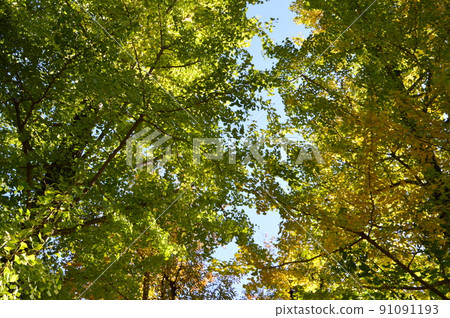 秋天 藤森公園 八王子市 91091193