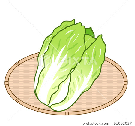 Cabbage illustration 91092037