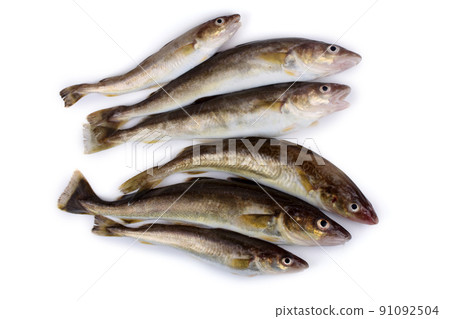 Saffron cods 91092504