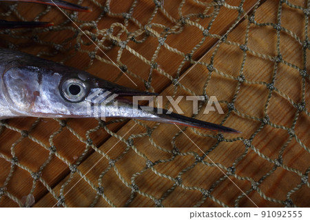 Garfish on net 91092555