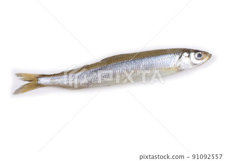 Smelt fish isolated on white. Pacific smelt variety Smelt fish isolated on white. Pacific smelt variety 91092557