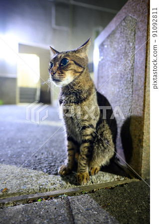 Kijitora cat taking a walk at night Kijitora cat taking a walk at night 91092811