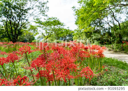 愛知縣稻澤市總武町木曾山泉公園野生自然廣場的一簇孤挺花 愛知縣稻澤市總武町木曾山泉公園野生自然廣場的一簇孤挺花 91093295