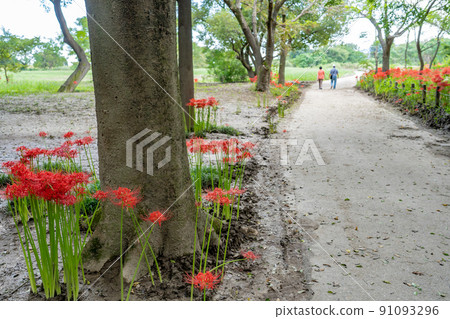愛知縣稻澤市總武町木曾山泉公園野生自然廣場的一簇孤挺花 91093296