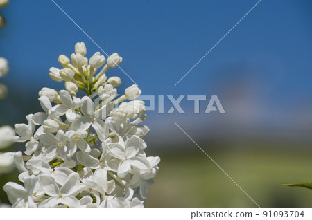 Close-Up of big lilac branch blooms on blurred background 91093704