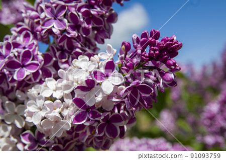 Close-Up of big lilac branch blooms on blurred background 91093759
