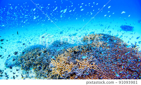 Underwater photograph of Okinawa Akajima 91093981