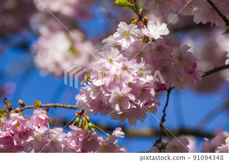 Close-up of sakura tree full in blooming pink flowers Close-up of sakura tree full in blooming pink flowers 91094348