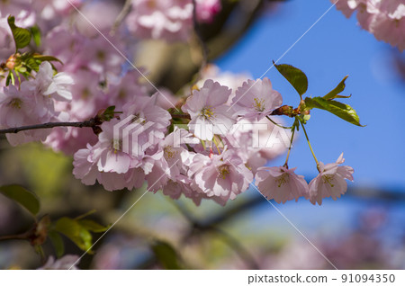 Close-up of sakura tree full in blooming pink flowers 91094350