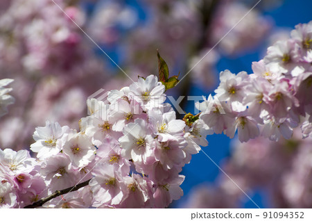 Close-up of sakura tree full in blooming pink flowers 91094352