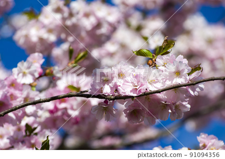 Close-up of sakura tree full in blooming pink flowers Close-up of sakura tree full in blooming pink flowers 91094356