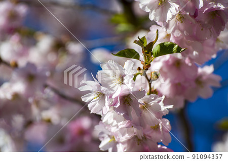 Close-up of sakura tree full in blooming pink flowers Close-up of sakura tree full in blooming pink flowers 91094357