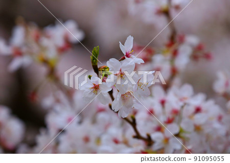 Petals scattered from Yoshino cherry tree in full bloom Petals scattered from Yoshino cherry tree in full bloom 91095055
