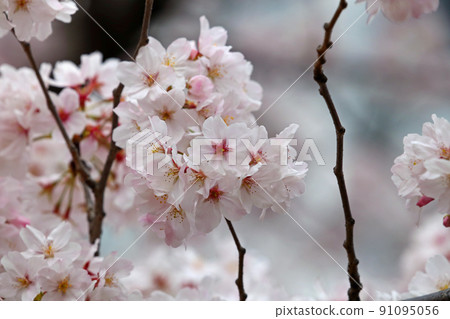 Petals scattered from Yoshino cherry tree in full bloom Petals scattered from Yoshino cherry tree in full bloom 91095056