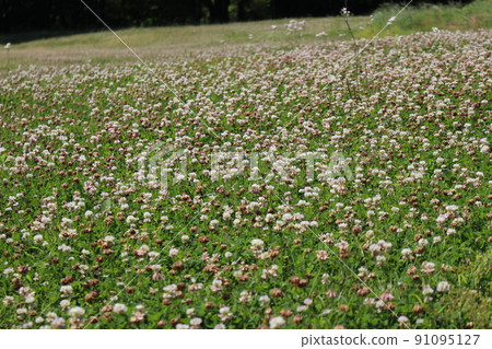 Forest of depression and culture 91095127